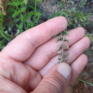 Cheilanthes distans at Wallaroo, NSW - 21 Oct 2020 12:20 AM