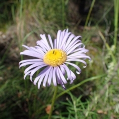 Brachyscome spathulata (Coarse Daisy, Spoon-leaved Daisy) at Black Mountain - 20 Oct 2020 by RWPurdie