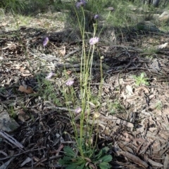 Brachyscome spathulata at Acton, ACT - 21 Oct 2020