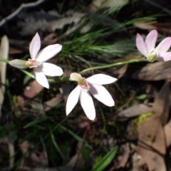 Caladenia carnea (Pink Fingers) at Acton, ACT - 21 Oct 2020 by RWPurdie