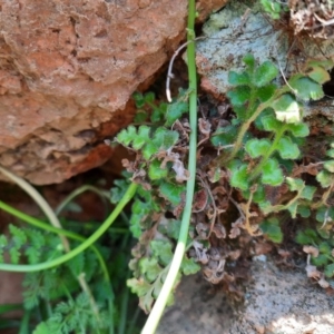 Asplenium subglandulosum at Wallaroo, NSW - 21 Oct 2020