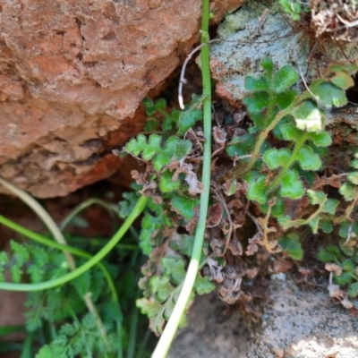 Asplenium subglandulosum (Blanket Fern) at Wallaroo, NSW - 21 Oct 2020 by samreid007