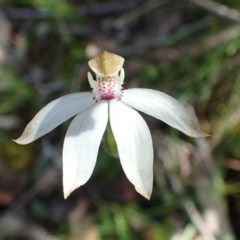 Caladenia moschata (Musky caps) at Acton, ACT - 20 Oct 2020 by RWPurdie