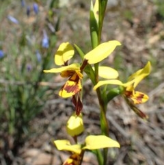 Diuris sulphurea (Tiger Orchid) at Black Mountain - 20 Oct 2020 by RWPurdie