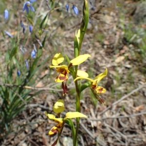 Diuris sulphurea at Acton, ACT - 21 Oct 2020