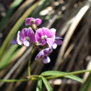 Glycine clandestina at Acton, ACT - 21 Oct 2020