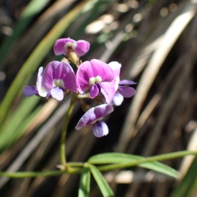 Glycine clandestina (Twining Glycine) at Acton, ACT - 21 Oct 2020 by RWPurdie