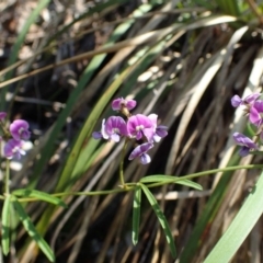 Glycine clandestina at Acton, ACT - 21 Oct 2020