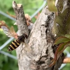 Syrphidae (family) (Unidentified Hover fly) at Black Range, NSW - 21 Oct 2020 by Steph H