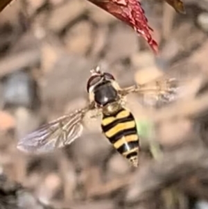 Syrphidae (family) at Black Range, NSW - 21 Oct 2020 04:10 PM