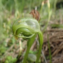 Pterostylis nutans (Nodding Greenhood) at Black Mountain - 20 Oct 2020 by RWPurdie