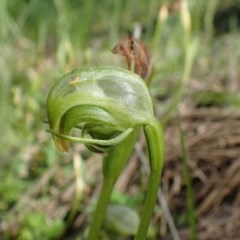 Pterostylis nutans (Nodding Greenhood) at Acton, ACT - 20 Oct 2020 by RWPurdie