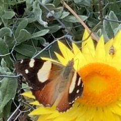 Vanessa itea (Yellow Admiral) at Black Range, NSW - 21 Oct 2020 by Steph H