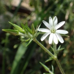 Stellaria pungens (Prickly Starwort) at Black Mountain - 20 Oct 2020 by RWPurdie