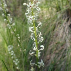 Stackhousia monogyna (Creamy Candles) at Acton, ACT - 20 Oct 2020 by RWPurdie