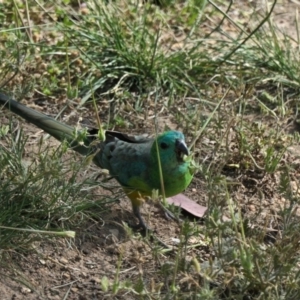 Psephotus haematonotus at Gungahlin, ACT - 21 Oct 2020