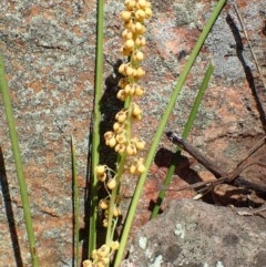 Lomandra filiformis subsp. filiformis (Wattle Matrush) at Point 3 - 20 Oct 2020 by RWPurdie
