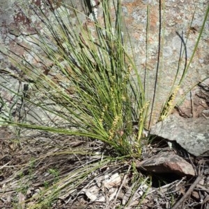 Lomandra filiformis subsp. filiformis at Watson, ACT - 21 Oct 2020