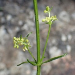 Galium gaudichaudii subsp. gaudichaudii (Rough Bedstraw) at Acton, ACT - 20 Oct 2020 by RWPurdie