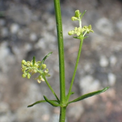 Galium gaudichaudii subsp. gaudichaudii (Rough Bedstraw) at Acton, ACT - 21 Oct 2020 by RWPurdie