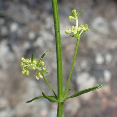 Galium gaudichaudii subsp. gaudichaudii (Rough Bedstraw) at Acton, ACT - 20 Oct 2020 by RWPurdie