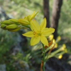 Bulbine glauca (Rock Lily) at Watson, ACT - 21 Oct 2020 by RWPurdie