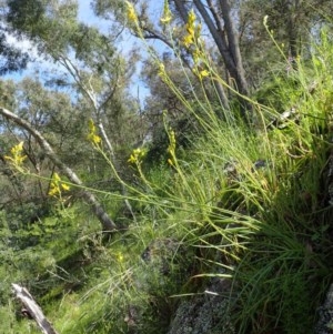 Bulbine glauca at Watson, ACT - 21 Oct 2020