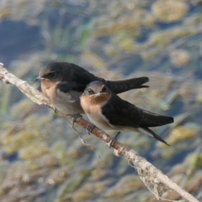 Hirundo neoxena (Welcome Swallow) at Yerrabi Pond - 21 Oct 2020 by TrishGungahlin