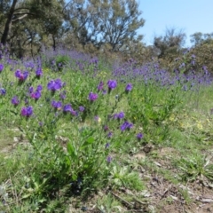 Echium plantagineum (Paterson's Curse) at Symonston, ACT - 14 Oct 2020 by Christine