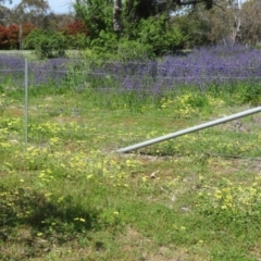 Echium plantagineum at Symonston, ACT - 15 Oct 2020 10:33 AM