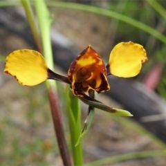 Diuris semilunulata (Late Leopard Orchid) at Paddys River, ACT - 21 Oct 2020 by JohnBundock