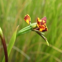 Diuris semilunulata at Paddys River, ACT - suppressed