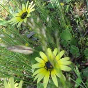 Arctotheca calendula at Symonston, ACT - 15 Oct 2020