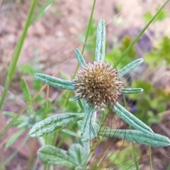 Euchiton involucratus (Star Cudweed) at Lyneham, ACT - 21 Oct 2020 by trevorpreston