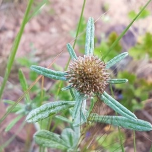 Euchiton involucratus at Lyneham, ACT - 21 Oct 2020