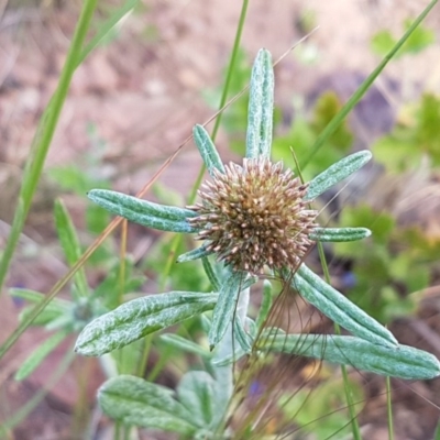 Euchiton involucratus (Star Cudweed) at Lyneham, ACT - 21 Oct 2020 by tpreston