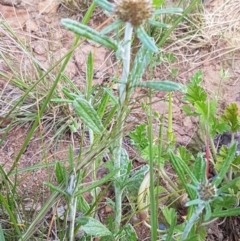 Euchiton involucratus at Lyneham, ACT - 21 Oct 2020