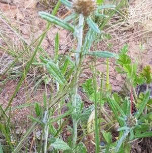 Euchiton involucratus at Lyneham, ACT - 21 Oct 2020