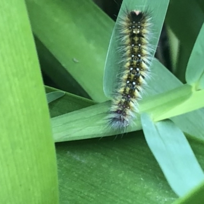 Anthela (genus) immature (Unidentified Anthelid Moth) at Berry, NSW - 20 Oct 2020 by Username279