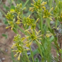 Pimelea curviflora (Curved Rice-flower) at Lyneham, ACT - 21 Oct 2020 by tpreston