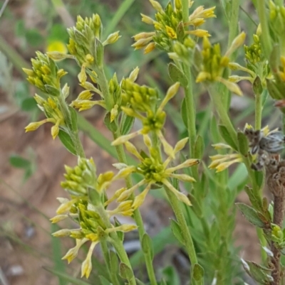 Pimelea curviflora (Curved Rice-flower) at Lyneham, ACT - 21 Oct 2020 by trevorpreston