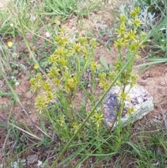 Pimelea curviflora at Lyneham, ACT - 21 Oct 2020