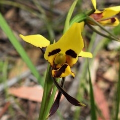 Diuris sulphurea (Tiger Orchid) at Tidbinbilla Nature Reserve - 21 Oct 2020 by JohnBundock