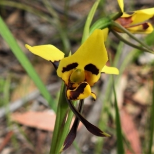 Diuris sulphurea at Paddys River, ACT - suppressed