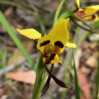 Diuris sulphurea (Tiger Orchid) at Tidbinbilla Nature Reserve - 21 Oct 2020 by JohnBundock