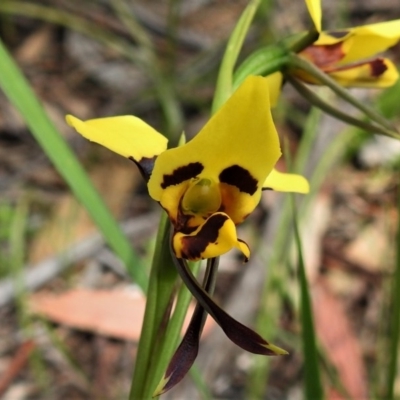 Diuris sulphurea (Tiger Orchid) at Paddys River, ACT - 21 Oct 2020 by JohnBundock