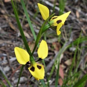 Diuris sulphurea at Paddys River, ACT - suppressed