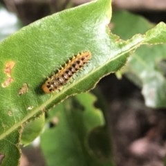 Unidentified Insect at Berry, NSW - 20 Oct 2020 by Username279