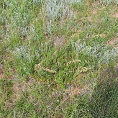 Acaena echinata (Sheeps Burr) at Lyneham, ACT - 21 Oct 2020 by trevorpreston