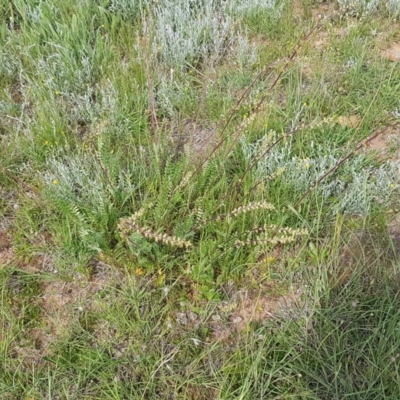 Acaena echinata (Sheeps Burr) at Lyneham, ACT - 21 Oct 2020 by tpreston